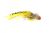 Swimming Red & Yellow Diver Hecht Streamer