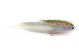 Rainbow Trout Articulated Huchen Streamer