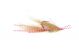 Squimp Pink Salzwasserfliege
