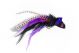 Whitlock's Black & Purple Hecht Streamer